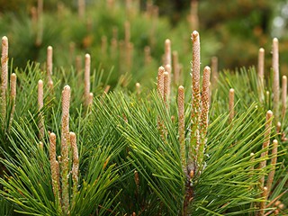 セイヨウアカマツ球果エキス