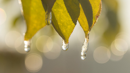 フユボダイジュ花エキス