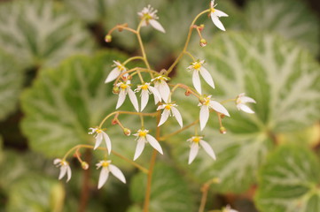 ユキノシタエキス