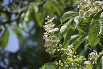 マロニエエキス