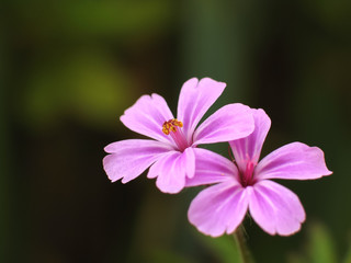 ヒメフウロエキス