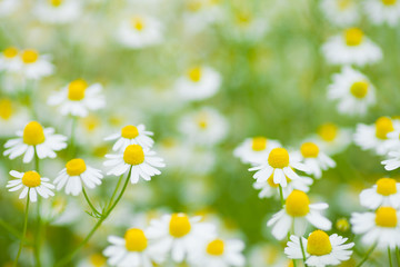 カモミラエキス