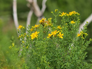 セイヨウオドリギソウエキス