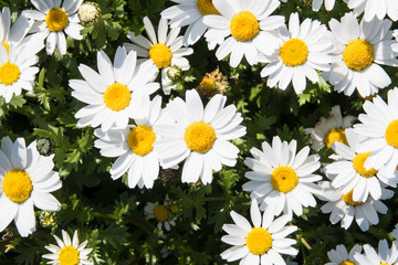 ローマカミツレ花エキス